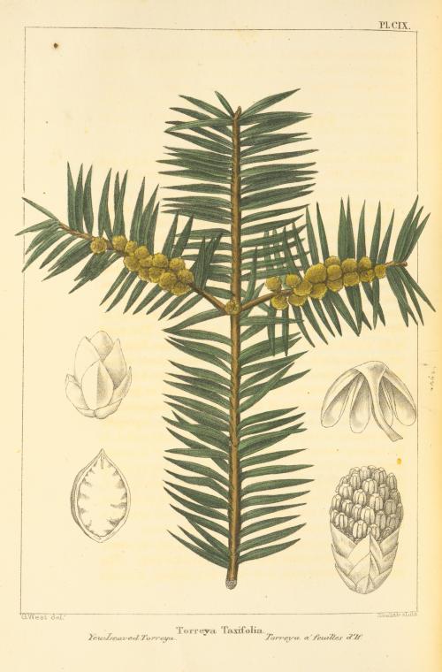 Yew-leaved Torreya (Torreya taxifolia). - NYPL Digital Collections