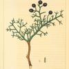 Rocky Mountain Juniper (Juniperus Andina).
