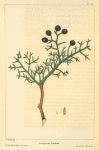 Rocky Mountain Juniper (Juniperus Andina).