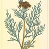Gigantic Arbor Vitæ (Thuja gigantea).