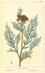 Gigantic Arbor Vitæ (Thuja gigantea).