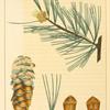 American Cembra Pine (Pinus flexilis).