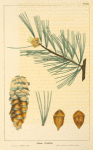 American Cembra Pine (Pinus flexilis).