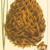 Prickly-coned Pine [or Sabines] (Pinus sabiniana).