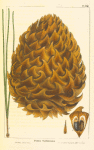 Prickly-coned Pine [or Sabines] (Pinus sabiniana).