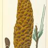Gigantic Pine (Pinus lambertiana).