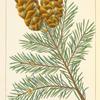 Douglas's [Spruce] Fir (Abies douglasii).