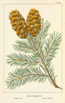 Douglas's [Spruce] Fir (Abies douglasii).