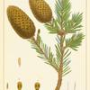 Menzies's Spruce Fir (Abies menziesii).
