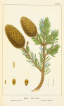 Menzies's Spruce Fir (Abies menziesii).