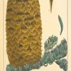 Decorated Silver Fir (Abies nobilis).