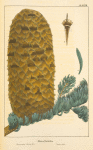 Decorated Silver Fir (Abies nobilis).