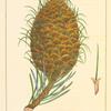 Leafy-coned Silver Fir (Abies bracteata).
