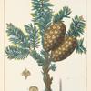 Fraser's Balsam Fir (Abies fraseri).