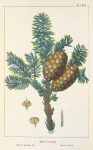 Fraser's Balsam Fir (Abies fraseri).