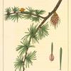 Western Larch (Larix occidentalis).