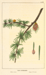 Western Larch (Larix occidentalis).