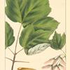 Drummond's Maple (Acer drummonds [drummondii]).