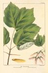 Drummond's Maple (Acer drummonds [drummondii]).