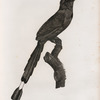 Le Momot adulte, mâle.