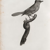 Le Geai bleu-verdin.