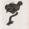 Le Coq de roche mâle.