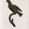 Le Coq de roche femelle.