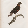 Le Coq de roche jeune âge.