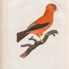Le Coq de roche du Pérou.