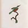 Le Jacamar mâle.