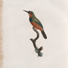 Le Jacamar femelle.