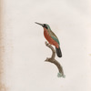 Le Jacamar jeune âge.
