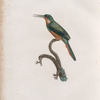 Le Jacamar à queue rousse.