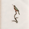 Le petit Jacamar.