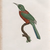 Le grand Jacamar.