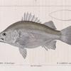 Petit Bars d'Amérique (P. Labrax mucronatus. n.)