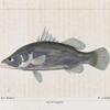 Variole des Indes (P. Lates nobilis. n.)