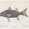 Centropome brochet de mer (Centropomus undecimalis. n.)