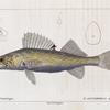 Sandre d'Amérique (P. Lucioperca americana. n.)