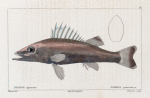 Niphon épineux (Niphon spinosus. n. )