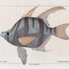 Enoplose armé (Enoplosus armatus. n.)