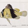 Diploprion à deux bandes (Diploprion bifasciatum. n.)
