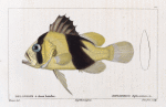 Diploprion à deux bandes (Diploprion bifasciatum. n.)