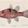 Apogon à trois taches (Apogon trimaculatus. n.)