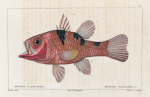 Apogon à trois taches (Apogon trimaculatus. n.)