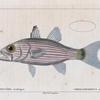 Cheilodiptère arabique (Cheilodipterus arabicus. n.)