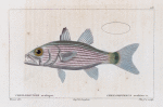 Cheilodiptère arabique (Cheilodipterus arabicus. n.)