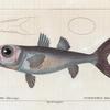 Pomatome télescope (Pomatomus telescopium. R.)
