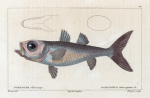 Pomatome télescope (Pomatomus telescopium. R.)