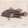 Grammiste Oriental (Grammistes orientalis. n.)